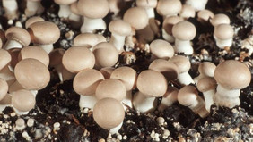  Substrat, z.B. aus der Champignon-Zucht, soll so aufbereitet und recycelt werden, dass weniger Torf in der Pilzproduktion benötigt wird. Quelle: www.oekolandbau.de / Copyright BLE / Thomas Stephan