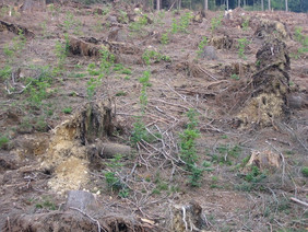 Wiederbewaldung von Sturmwurffläche mit Laubbäumen, Quelle: Dr. Bertram Leder