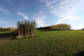 Energiehecken als Teile eines Agroforstsystems in der ELKE-Modellregion Scheyern (Niederbayrisches Hügelland) im 4. Standjahr. Foto: IfaS/Frank Wagener