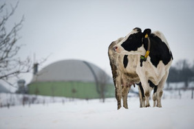 Das Potenzial tierischer Reststoffe wie Rindergülle wird für die Biogaserzeugung erst zu rund einem Drittel genutzt. Foto: FNR/D. Hagenguth