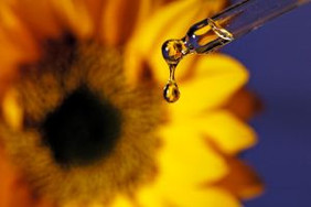 Zu den in den Vorhaben verwendeten Rohstoffen gehören Pflanzenöle, z. B. aus der Sonnenblume. Foto: Theresa Fehrmann