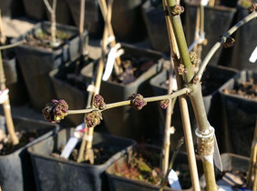 Eschenpfropflinge mit Blütenansatz. In etwa zehn Jahren liefern die Bäume Saatgut in ausreichender Menge. Quelle: P. Röhe