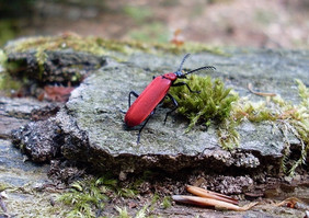 Der Scharlachrote Feuerkäfer (Pyrochroa coccinea) verdankt seinen Namen seiner auffälligen Rotfärbung. Er lebt auf Totholz in Wäldern. Foto: FNR/ Siria Wildermann