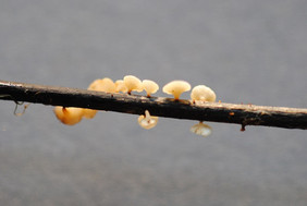 Ein stark vergrößerter Schlauchpilz (Hymenoscyphus fraxineus). Der Pilz verursacht das Eschentriebsterben. Foto: NW-FVA