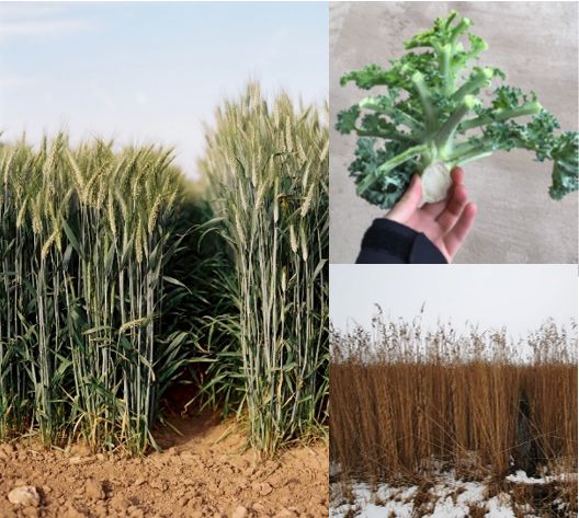 Links: Sortenversuch Getreideganzpflanzen (Foto: FNR). Rechts oben: Beispiel für den Abfall bei der Grünkohlproduktion, der zentrale Stiel und einige der Blattstiele (Foto: Emilia Berndtsson, SLU). Rechts unten: Schilfrohr (Foto: Jennifer Nitzschke, FNR).